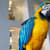 Bird Body Language: What Your Pet Bird Is Telling You