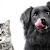 What to Do When Your Pet Eats Bad Food: Food Poisoning Guide