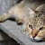 Early Signs of Cat Kidney Disease: What Every Pet Owner Needs to Know
