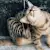 Protect Your Pet: Flea & Tick Control Solutions for Dogs & Cats