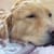 Oatmeal Bath for Dogs: Benefits, How-To & Tips