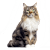 Your Cat's Best Life: Feeding, Health, Behavior & Home Guide
