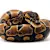 Ultimate Ball Python Care: Setup, Feeding, & Health for Beginners
