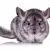 Chinchilla Care: Your Guide to Food, Habitat & Health Success