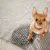 6 Reasons Your Dog Has Potty Accidents Indoors