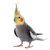 Cockatiel Care: Essential Guide for a Happy & Healthy Bird