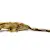 Crested Gecko Care: Habitat, Diet, Health, Supplies - Ultimate Guide