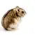 Dwarf Hamster Care Guide: Food, Habitat, Health & Behavior Secrets