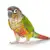 Green-Cheek Conure Care: Essential Food, Habitat & Health Guide