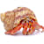 Hermit Crab Care: Habitat, Food & Health for Happy, Healthy Crabs