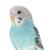 Parakeet Care: Your Complete Guide to Budgie Food, Habitat & Health