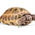 Ultimate Russian Tortoise Care: Food, Habitat & Lifespan Guide