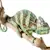 How to Care for a Veiled Chameleon: Habitat, Food & Health