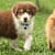 How to Socialize Your Puppy: Raise a Confident, Happy Dog for Life