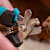 Dog Nail Trimming Guide: How to Cut Dog Nails Safely