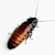 Ultimate Madagascar Hissing Cockroach Care: Habitat, Food, Health