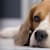 How to Tell If Your Dog Is Sick: Signs & What to Do