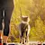 How Long After Pest Control Is It Safe for Pets?