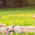 How to Safely Introduce Kids & Dogs: A Guide for Pet Parents