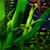 Master Amazon Sword Care: Grow Stunning Aquatic Plants in Your Tank