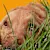 Flea Infestation in Dogs & Cats: Symptoms, Treatment & Prevention