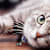 Worried About Your Cat's Cough? Symptoms, Causes & Vet Advice