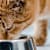 How Much Should a Cat Eat a Day?