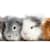 Best Exercise Toys for Guinea Pigs (2024 Guide)