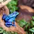 Amphibian Safety: Essential Tips for Healthy Handling & Care