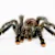 Arboreal Tarantula Care: Habitat & Health for a Happy Tarantula