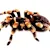 New Pet Parent? Terrestrial Tarantula Care & Setup Guide