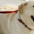 Dog on Leash: Complete Leash Training Guide