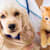 Low Potassium in Pets? Spot Symptoms & Boost with Oral Supplements