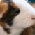 Summer Safety Guide for Small Pets