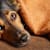 Dog Diarrhea: Understand Causes, Home Care & When to See Your Vet