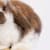 Preventing Overgrown Rabbit Teeth: A Complete Guide