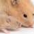 Pregnant Hamster: Essential Care for Mom & Her Newborn Babies