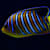 Blackwater Aquarium: Setup, Fish & Care Guide