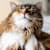 Itchy Cat? Causes, Relief & Treatments for Feline Skin Issues
