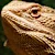 Bearded Dragon Behavior: What Every Sign Means