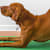 Doga: The Complete Guide to Yoga With Your Dog