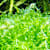 Unlock a Lush Aquarium: Riccia Fluitans (Crystalwort) Care Guide