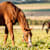 How to Estimate Horse Weight: Methods & Chart