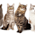 Cat Breeds A–Z: Your Complete Guide