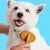 How Often Should You Bathe a Dog? A Complete Guide