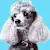 Hypoallergenic Dog Breeds: What Pet Parents Need to Know