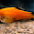 Clamped Fins in Bettas: Causes & Treatments