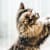 How to Keep Pets Safe & Calm on New Year's Eve: Stress-Free Tips