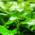 Staurogyne Repens Care Guide: Grow a Stunning, Lush Aquarium Carpet