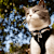 Is Your Yard Cat-Safe? Toxic Outdoor Plants Your Feline Must Avoid